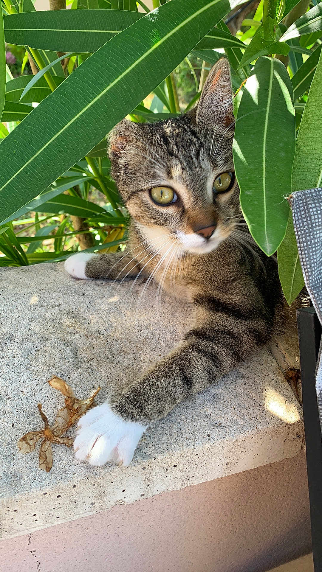 Soquette participe au concours pour gagner de l'argent avec cette photo : cat, tabby_cat, paw, leaf, green_leaves, concrete, outdoor, nature, animal, feline, curious, relaxed, closeup, whiskers, plant, sunlight, pet, young_cat, resting, playful