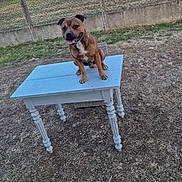 Django a rejoint le concours — aidez-le/la à gagner de superbes lots ! dog, table, outdoor, grass, fence, building, pet, animal, yard, smiling, brown_dog, happy, sitting, daytime, sky, nature, playful, canine, domestic_animal, leisure