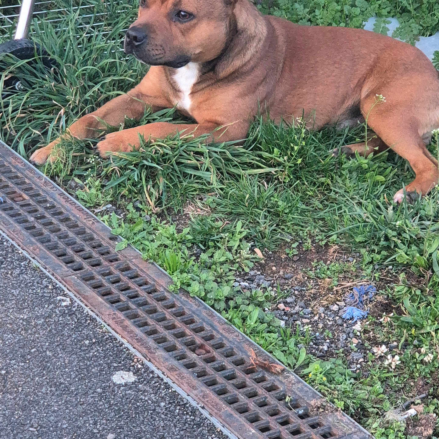 Django a rejoint le concours — aidez-le/la à gagner de superbes lots ! animal, asphalt, brown_dog, calm, canine, daylight, dog, ears, fur, grass, greenery, leaves, metal_grate, muzzle, nature, outdoor, paws, pet, resting, sidewalk