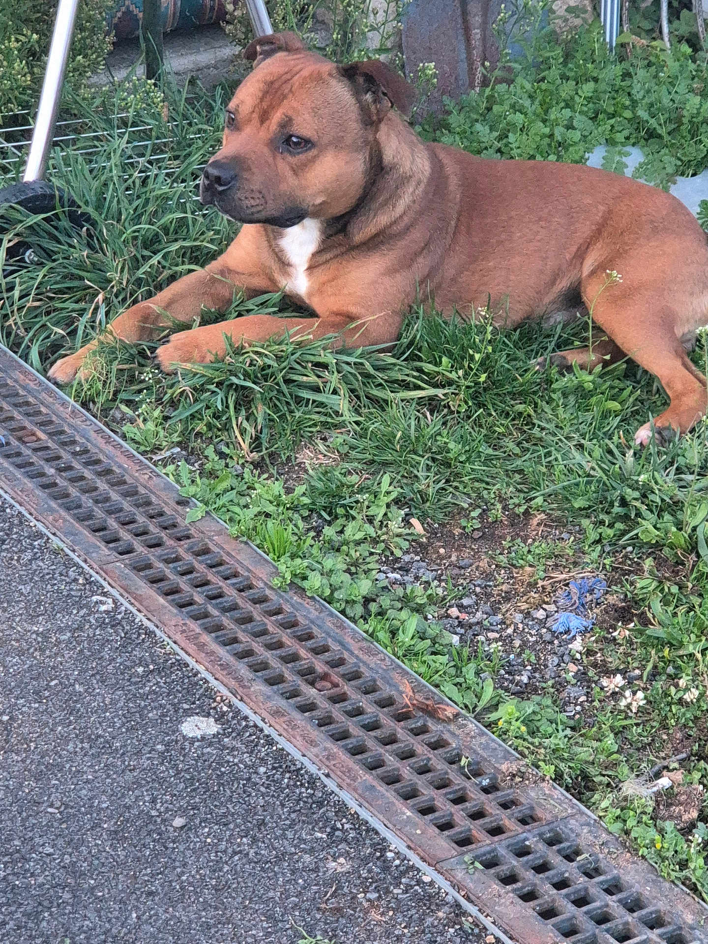Django a rejoint le concours — aidez-le/la à gagner de superbes lots ! dog, brown_dog, grass, asphalt, metal_grate, outdoor, canine, pet, resting, nature, greenery, sidewalk, leaves, calm, animal, muzzle, ears, paws, fur, daylight