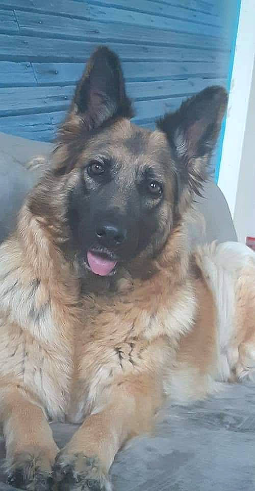 Orka a rejoint le concours — aidez-le/la à gagner de superbes lots ! canidae, carnivore, companion_dog, dog, dog_breed, east_european_shepherd, eye, fawn, fur, german_shepherd_dog, guard_dog, herding_dog, jaw, king_shepherd, old_german_shepherd_dog, plant, snout, sporting_group, terrestrial_animal, working_dog