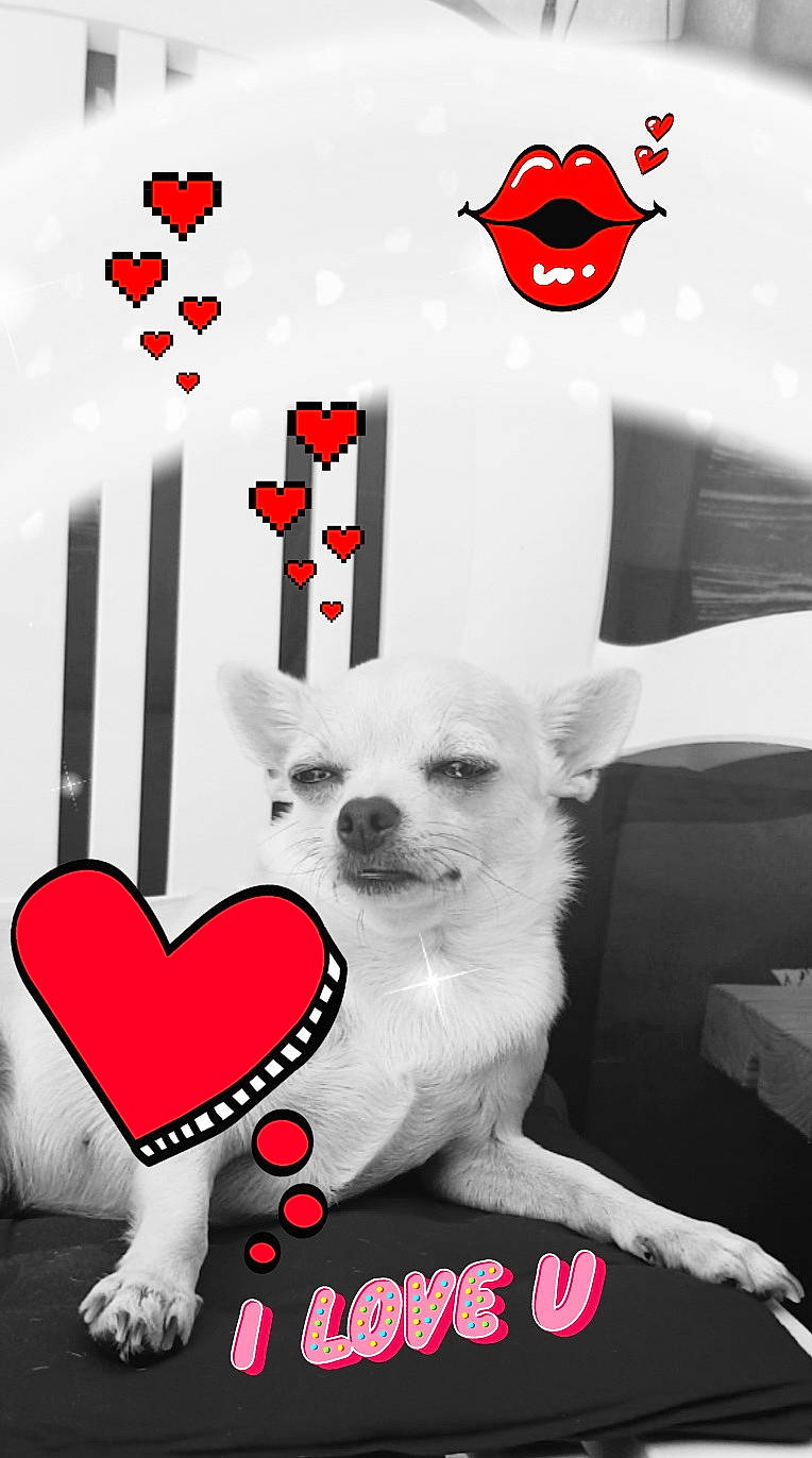 Choupette a rejoint le concours — aidez-le/la à gagner de superbes lots ! canidae, carnivore, companion_dog, dog, dog_breed, games, heart, love, paw, photo_caption, puppy, puppy_love, snout, valentines_day