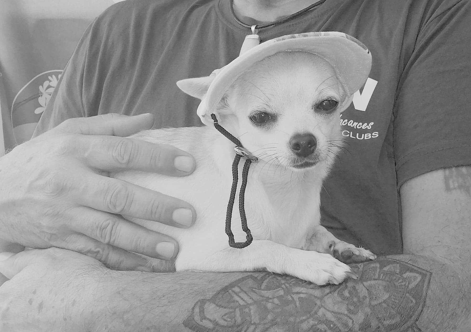 Choupette participe au concours pour gagner de l'argent avec cette photo : black_and_white, canidae, carnivore, chihuahua, companion_dog, dog, dog_breed, ear, eye, hand, head, mammal, non_sporting_group, puppy, puppy_love, rare_breed_dog, skin, toy_dog, white