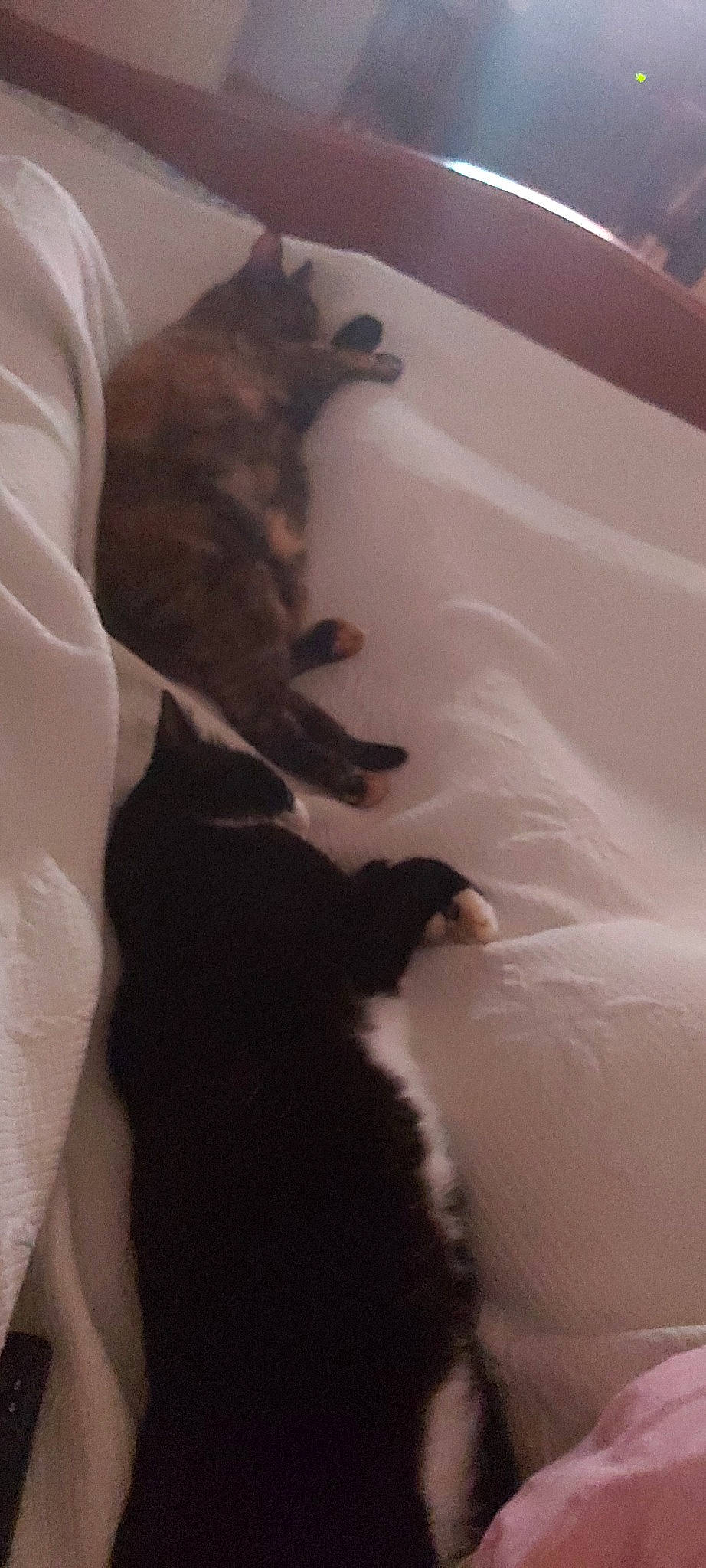 Câline a rejoint le concours — aidez-le/la à gagner de superbes lots ! canidae, carnivore, cat, dog_breed, felidae, fur, kitten, puppy, small_to_medium_sized_cats, sporting_group, tail