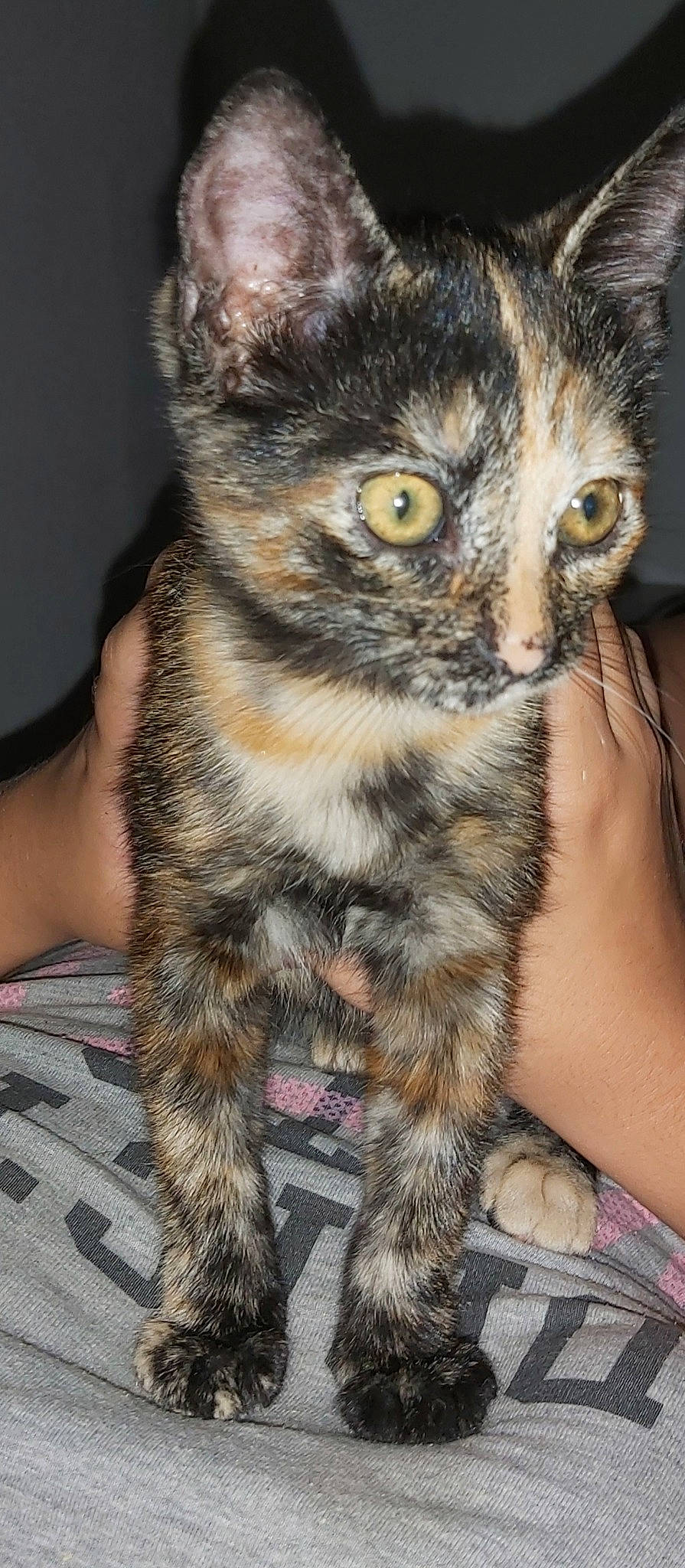 Câline a rejoint le concours — aidez-le/la à gagner de superbes lots ! american_bobtail, american_curl, american_shorthair, asian, carnivore, cat, domestic_short_haired_cat, dragon_li, european_shorthair, felidae, fur, german_rex, kitten, mammal, pixie_bob, polydactyl_cat, small_to_medium_sized_cats, tabby_cat, whiskers