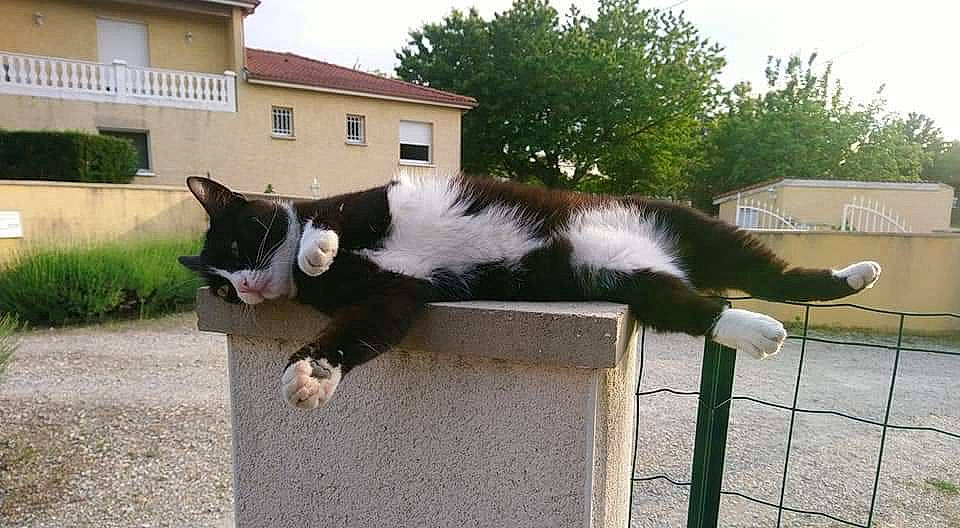 Mimine a rejoint le concours — aidez-le/la à gagner de superbes lots ! canidae, carnivore, cat, domestic_short_haired_cat, felidae, mammal, polydactyl_cat, small_to_medium_sized_cats, snout, tail, whiskers