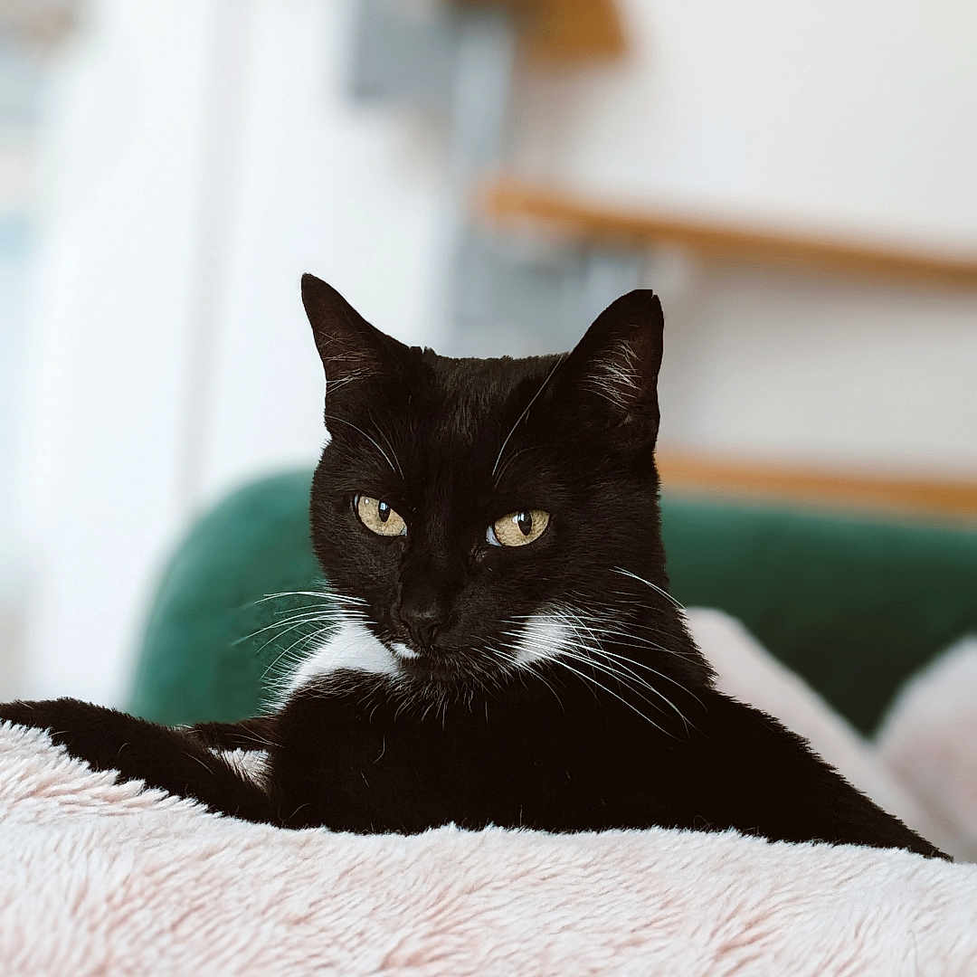 Yuna participe au concours pour gagner de l'argent avec cette photo : abyssinian, animal, blackcat, blanket, cat, kitten, manx, pet, quilt, towel