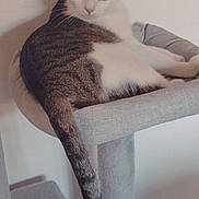 Gribouille a rejoint le concours — aidez-le/la à gagner de superbes lots ! cat, feline, pet, animal, indoor, relaxed, cat_tree, perch, tail, white, gray, striped, looking_back, curious, cozy, resting, soft_light, wall, fur, whiskers