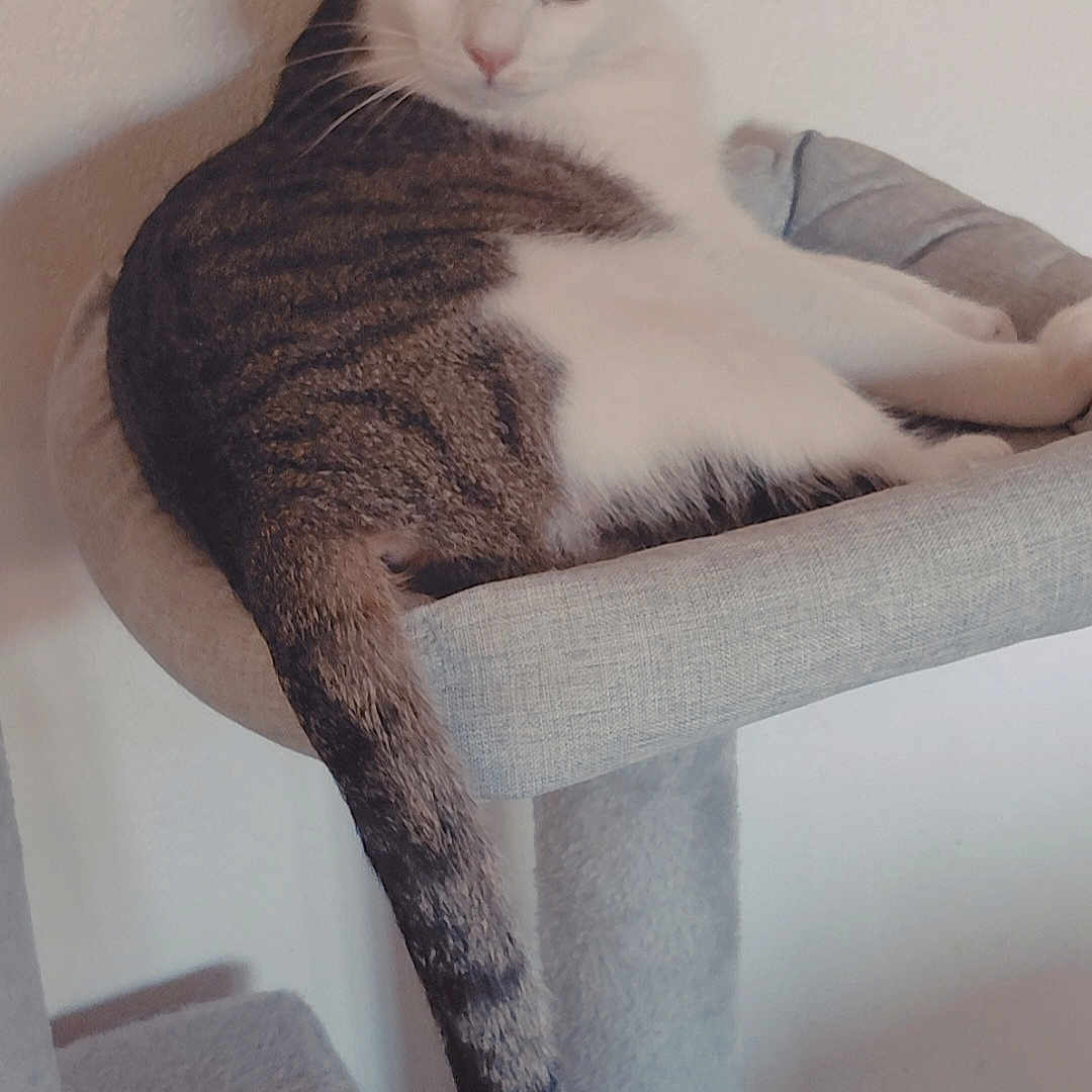 Gribouille a rejoint le concours — aidez-le/la à gagner de superbes lots ! cat, feline, pet, animal, indoor, relaxed, cat_tree, perch, tail, white, gray, striped, looking_back, curious, cozy, resting, soft_light, wall, fur, whiskers