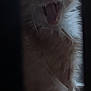 Clemon is registered to the contest to win money with this photo: cat, fluffy, mouth_open, teeth, feline, indoor, dark, shadow, closeup, pet, animal, whiskers, fur, window, low_light, expression, cute, portrait, curious, young_cat