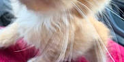Clemon joined the competition — help win amazing prizes! kitten, cat, orange, white, whiskers, close_up, blurry, feline, pet, animal, cute, fur, red_blanket, texture, indoor, young, small, playful, domestic, mammal