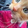 Clemon joined the competition — help win amazing prizes! cat, kitten, close_up, orange_fur, green_eyes, whiskers, red_blanket, fabric, car_dashboard, inside_car, pet, animal, cute, fur, nose, curious, young_cat, indoor, portrait, feline