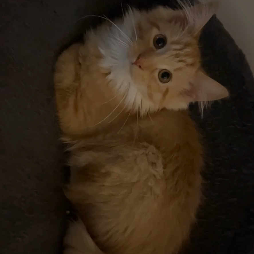 Clemon is registered to the contest to win money with this photo: animal, bed, cat, companion_animal, cozy, curious, cute, cute_pet, domestic_cat, feline, fluffy, fur, indoor, looking_up, mammal, orange_cat, pet, relaxed, resting, whiskers