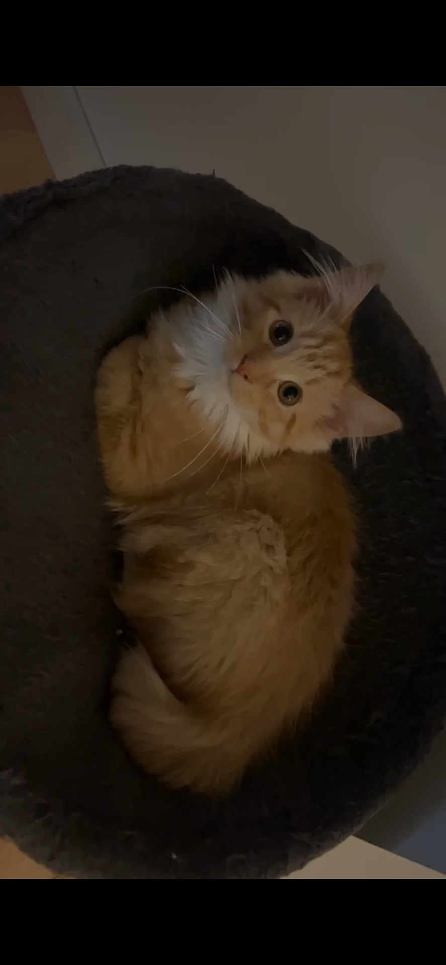 Clemon is registered to the contest to win money with this photo: cat, orange_cat, fluffy, pet, animal, indoor, cozy, bed, looking_up, whiskers, feline, cute, resting, fur, domestic_cat, curious, relaxed, mammal, companion_animal, cute_pet