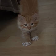 Clemon is registered to the contest to win money with this photo: kitten, cat, orange_cat, white_paws, stretching, floor, wooden_floor, furniture, indoor, pet, animal, cute, small, curious, fluffy, young, domestic_cat, mammal, whiskers, ears
