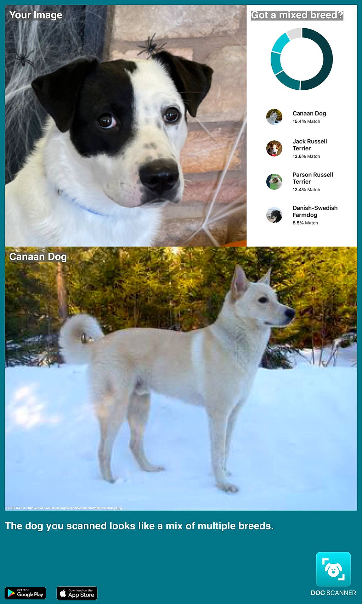 Rhody joined the competition — help win amazing prizes! ancient_dog_breeds, canidae, carnivore, collage, collar, companion_dog, dog, dog_breed, giant_dog_breed, mammal, photo_caption, snout, snow, sporting_group, tail, vertebrate, white, winter, working_animal, working_dog