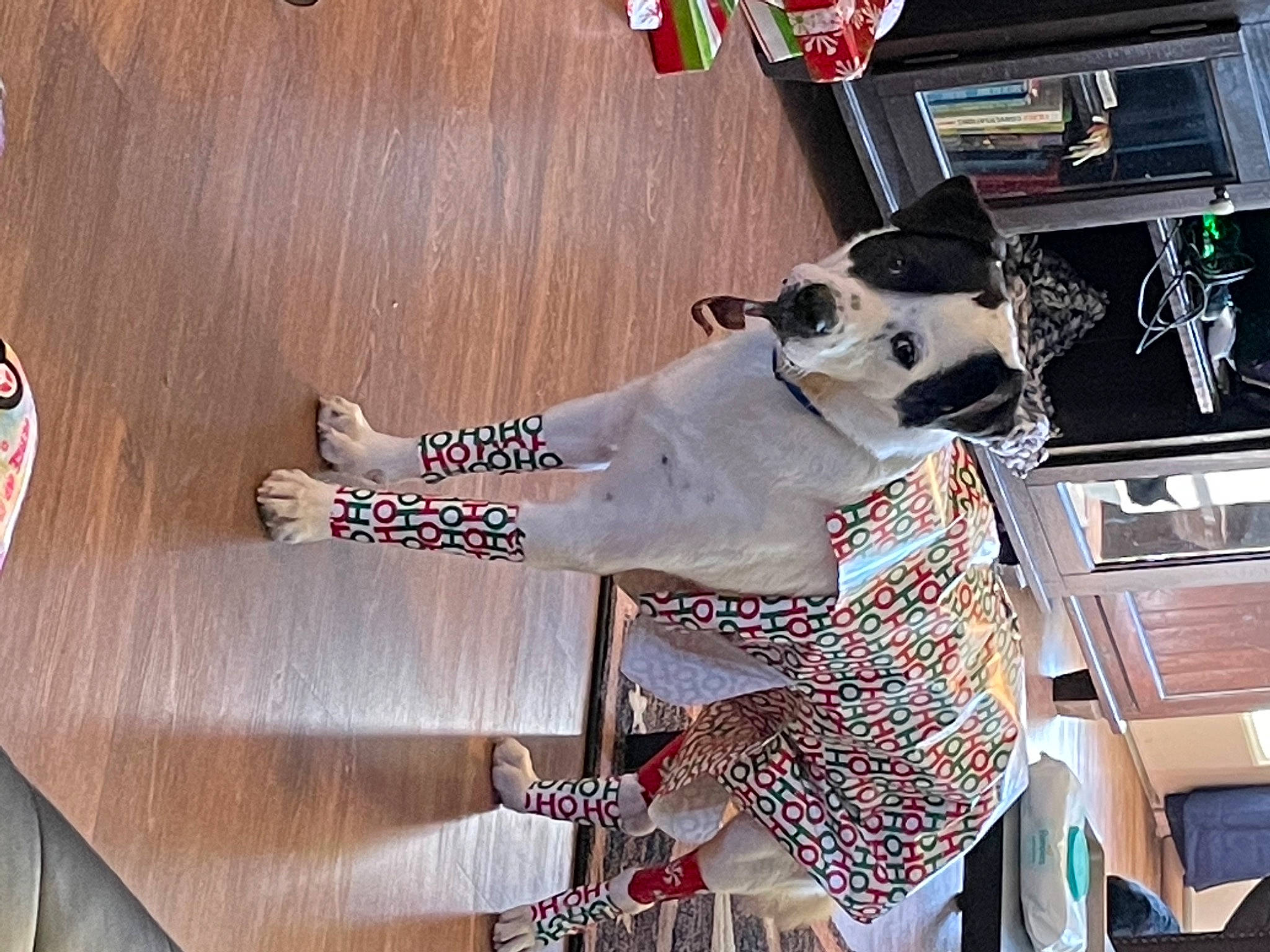 Rhody joined the competition — help win amazing prizes! audio_equipment, carmine, carnivore, companion_dog, dalmatian, dog, dog_breed, dog_supply, eyewear, fawn, felidae, flooring, hardwood, metal, pattern, small_to_medium_sized_cats, street_fashion, wood, wood_stain, working_animal