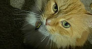Sunshine is registered to the contest to win money with this photo: cat, orange_cat, green_eyes, whiskers, fluffy_fur, pet, indoor, carpet, shadow, close_up, animal, curious, domestic_cat, feline, looking_up, soft_light, cute, portrait, fur_texture, collar