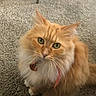 Sunshine is registered to the contest to win money with this photo: cat, orange_cat, fluffy, green_eyes, collar, carpet, indoor, table, glass_table, foot, toes, nail_polish, human, pet, feline, looking_up, curious, domestic_animal, living_room, cozy