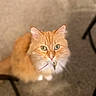 Sunshine joined the competition — help win amazing prizes! cat, orange_cat, green_eyes, fluffy, pet, indoor, carpet, furniture_legs, looking_up, curious, animal, whiskers, cute, domestic_cat, feline, close_up, sitting, soft_fur, collar, domestic_animal