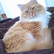 Sunshine is registered to the contest to win money with this photo: cat, ginger_cat, white_fur, fluffy, relaxed, indoor, blanket, resting, pet, feline, cozy, window_light, soft_fur, domestic_cat, cute, animal, portrait, sleepy, comfortable, household