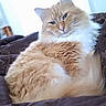 cat, ginger_cat, white_fur, fluffy, relaxed, indoor, blanket, resting, pet, feline, cozy, window_light, soft_fur, domestic_cat, cute, animal, portrait, sleepy, comfortable, household