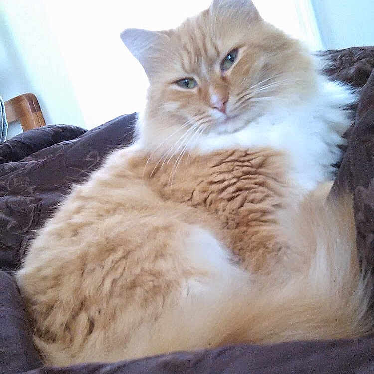 Sunshine is registered to the contest to win money with this photo: cat, ginger_cat, white_fur, fluffy, relaxed, indoor, blanket, resting, pet, feline, cozy, window_light, soft_fur, domestic_cat, cute, animal, portrait, sleepy, comfortable, household