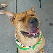 Kizer joined the competition — help win amazing prizes! dog, bandana, smiling, happy, pet, canine, outdoor, concrete, paws, closeup, tongue, ears, sitting, animal, cute, mammal, domestic_animal, collar, footwear, chair