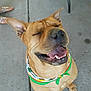 dog, bandana, smiling, happy, pet, canine, outdoor, concrete, paws, closeup, tongue, ears, sitting, animal, cute, mammal, domestic_animal, collar, footwear, chair