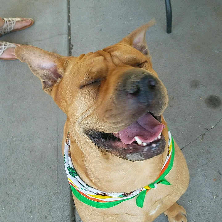 Kizer joined the competition — help win amazing prizes! dog, bandana, smiling, happy, pet, canine, outdoor, concrete, paws, closeup, tongue, ears, sitting, animal, cute, mammal, domestic_animal, collar, footwear, chair