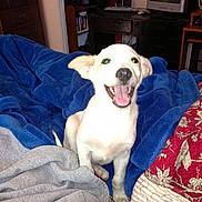 Goober is registered to the contest to win money with this photo: