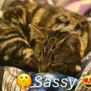 Sassy joined the competition — help win amazing prizes! animal, blanket, cat, closeup, cozy, curled_up, cute, domestic_cat, ears, feline, fur, indoor, pet, relaxed, resting, sleeping, soft, tabby, warm, whiskers