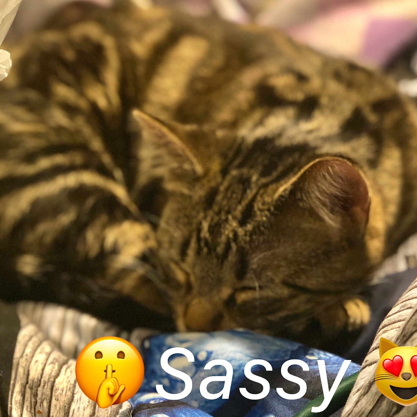 Sassy
