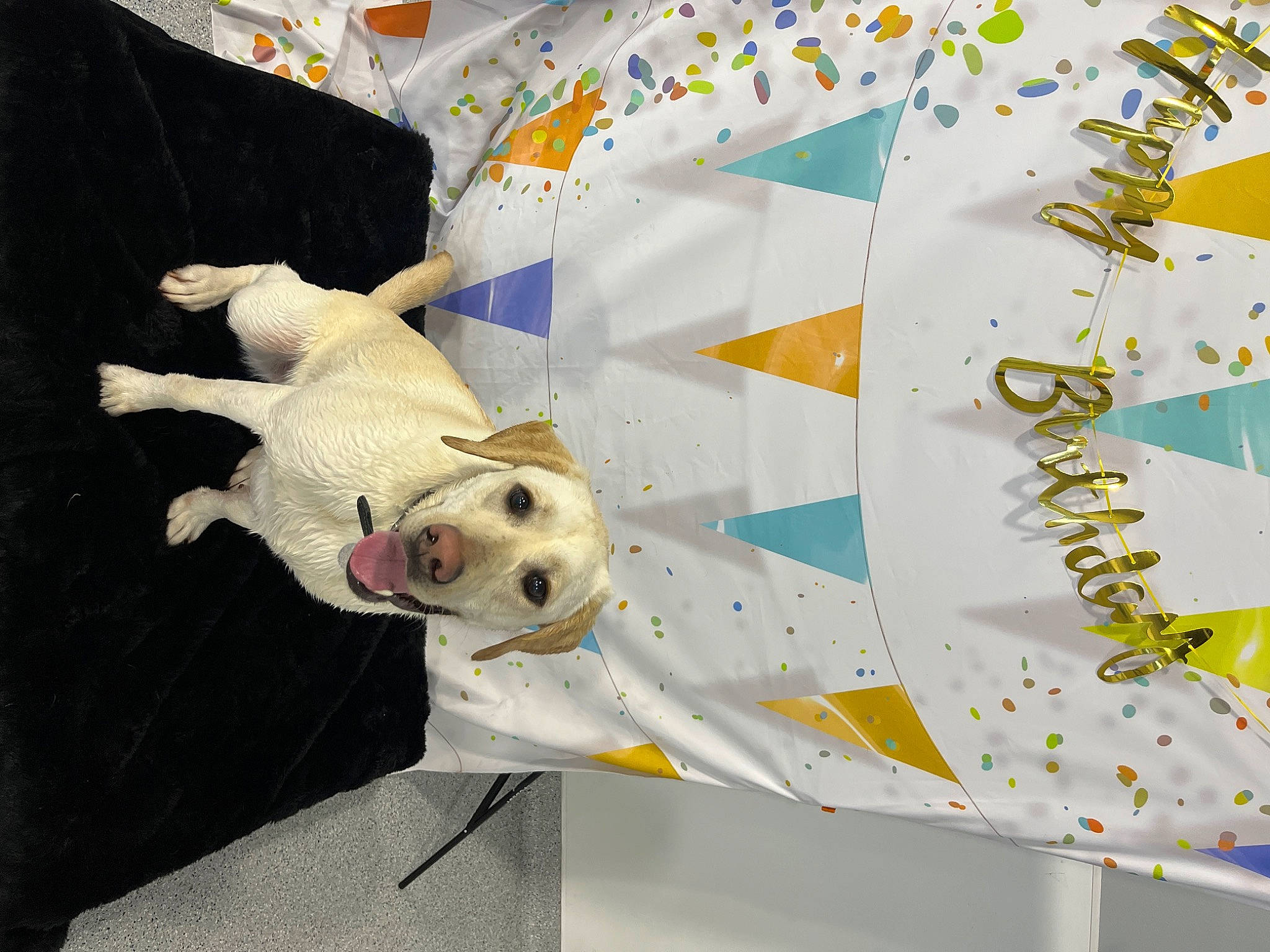 Kona joined the competition — help win amazing prizes! art, carnivore, companion_dog, craft, creative_arts, dog, dog_breed, fawn, flooring, linens, paper, paper_product, pattern, porcelain, room, sporting_group, stuffed_toy, toy, visual_arts, working_animal