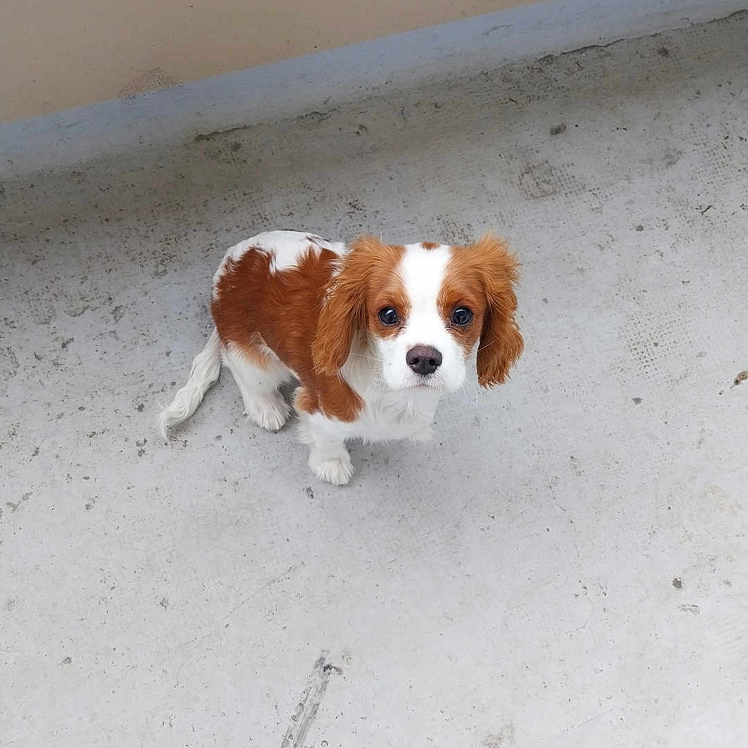 Uno participe au concours pour gagner de l'argent avec cette photo : accessories, animal, beagle, canine, clothing, cockerspaniel, dog, footwear, hound, leash, lesserpanda, papillon, pet, poodle, puppy, saintbernard, shoe, slate, strap, whitedog