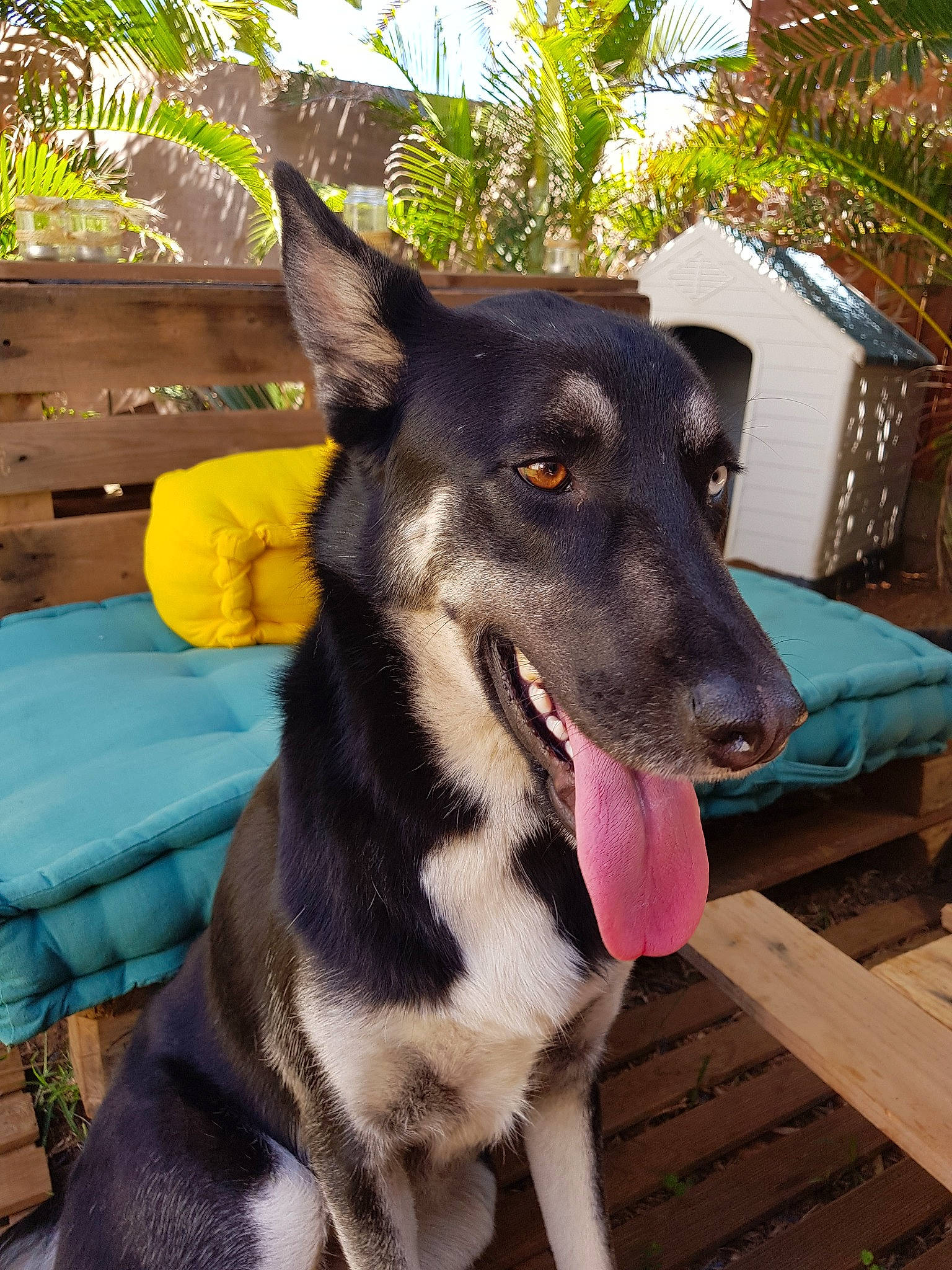 Oscar a rejoint le concours — aidez-le/la à gagner de superbes lots ! australian_kelpie, canidae, carnivore, dog, dog_breed, formosan_mountain_dog, mammal, plant, potcake_dog, rare_breed_dog, snout, sporting_group, vertebrate