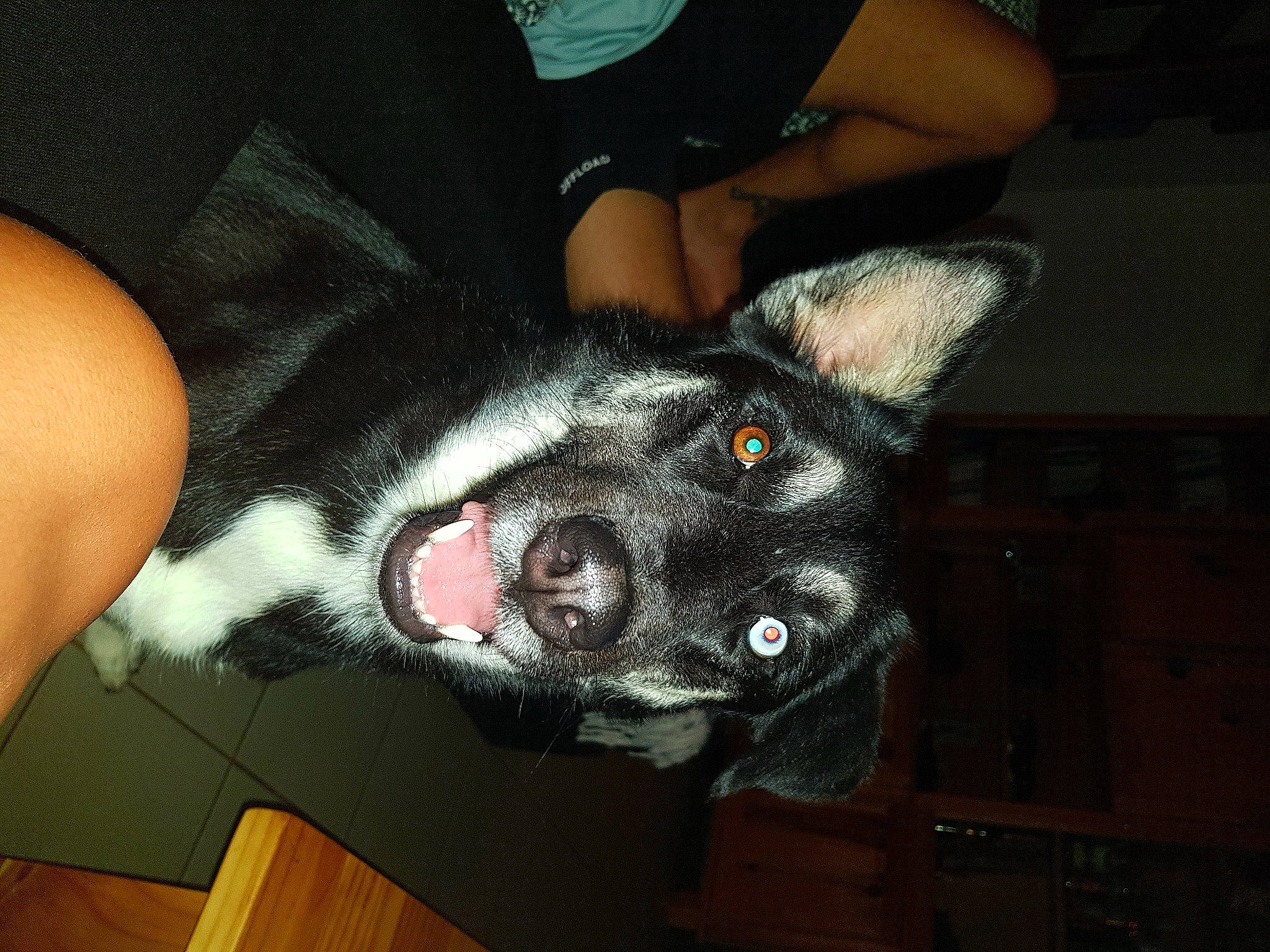 Oscar a rejoint le concours — aidez-le/la à gagner de superbes lots ! canidae, carmine, carnivore, companion_dog, dog_breed, ear, felidae, foot, fur, hardwood, human_leg, jaw, nail, paw, small_to_medium_sized_cats, snout, sporting_group, tail, whiskers, wrist