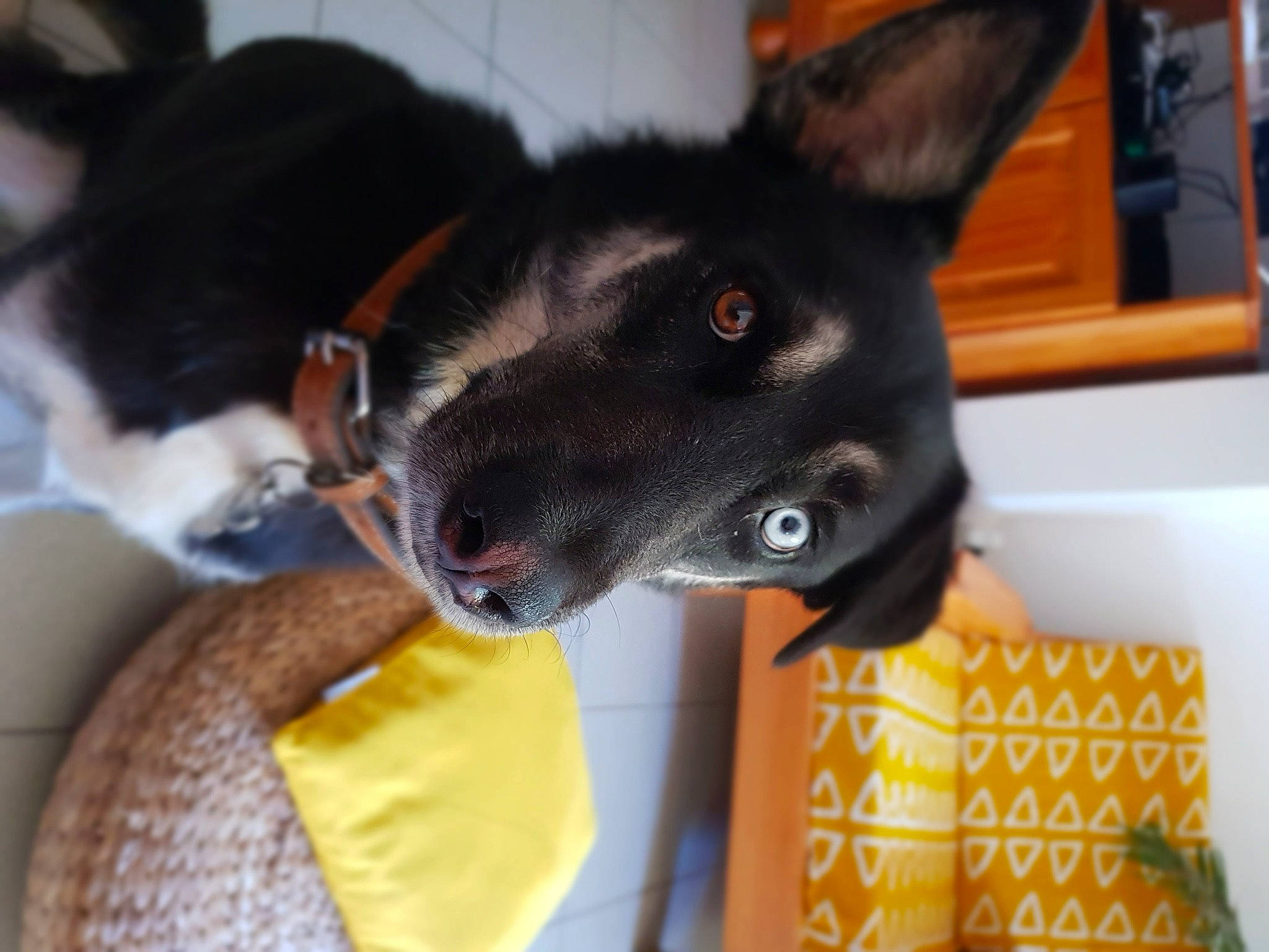 Oscar a rejoint le concours — aidez-le/la à gagner de superbes lots ! canidae, carnivore, collar, comfort, companion_dog, dog, dog_breed, dog_collar, dog_supply, ear, felidae, fur, jaw, pet_supply, small_to_medium_sized_cats, snout, sporting_group, tail, whiskers, working_animal