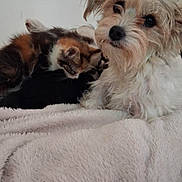 Chipie a rejoint le concours — aidez-le/la à gagner de superbes lots ! dog, kitten, cat, pet, blanket, fur, animal, cozy, indoor, cute, friendship, snuggling, white, brown, black, soft, relaxing, companion, furball, adorable