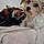 Chipie