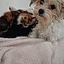dog, kitten, cat, pet, blanket, fur, animal, cozy, indoor, cute, friendship, snuggling, white, brown, black, soft, relaxing, companion, furball, adorable