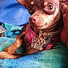 Nala is registered to the contest to win money with this photo: bag, blanket, blue_blanket, chihuahua, close_up, cushion, dog, ear, eye, face, gold_chain, good_vibes_necklace, hand, indoor, nose, paw, pet, pink_harness, resting, small_dog