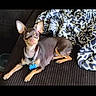 Nala joined the competition — help win amazing prizes! alert, animal, blanket, brown_dog, canine, collar, comfort, couch, dog, domestic_animal, ears, fur, indoor, pattern, pet, relaxed, resting, small_dog, tag, texture