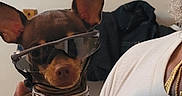Nala is registered to the contest to win money with this photo: accessory, beard, brown_dog, canine, casual, close_up, collar, cool, dog, fashion, hand, human_hand, indoor, indoor_lighting, person, pet, portrait, small_dog, sunglasses, white_shirt