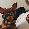 accessory, beard, brown_dog, canine, casual, close_up, collar, cool, dog, fashion, hand, human_hand, indoor, indoor_lighting, person, pet, portrait, small_dog, sunglasses, white_shirt