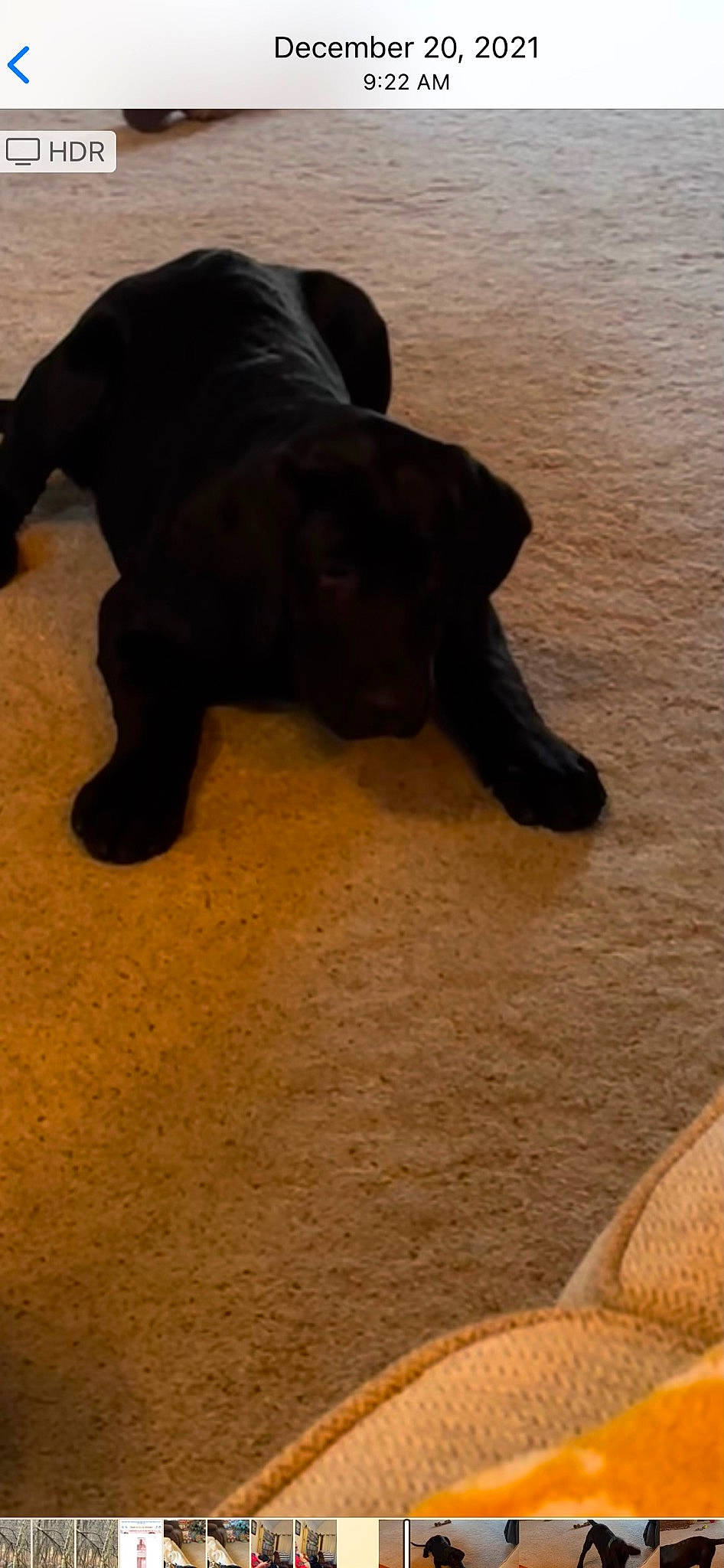 Moses Lee Smith joined the competition — help win amazing prizes! borador, brown, canidae, carnivore, comfort, companion_dog, dog, dog_breed, fawn, flooring, guard_dog, hardwood, liver, snout, sporting_group, tail, terrestrial_animal, wood, wood_flooring, working_animal