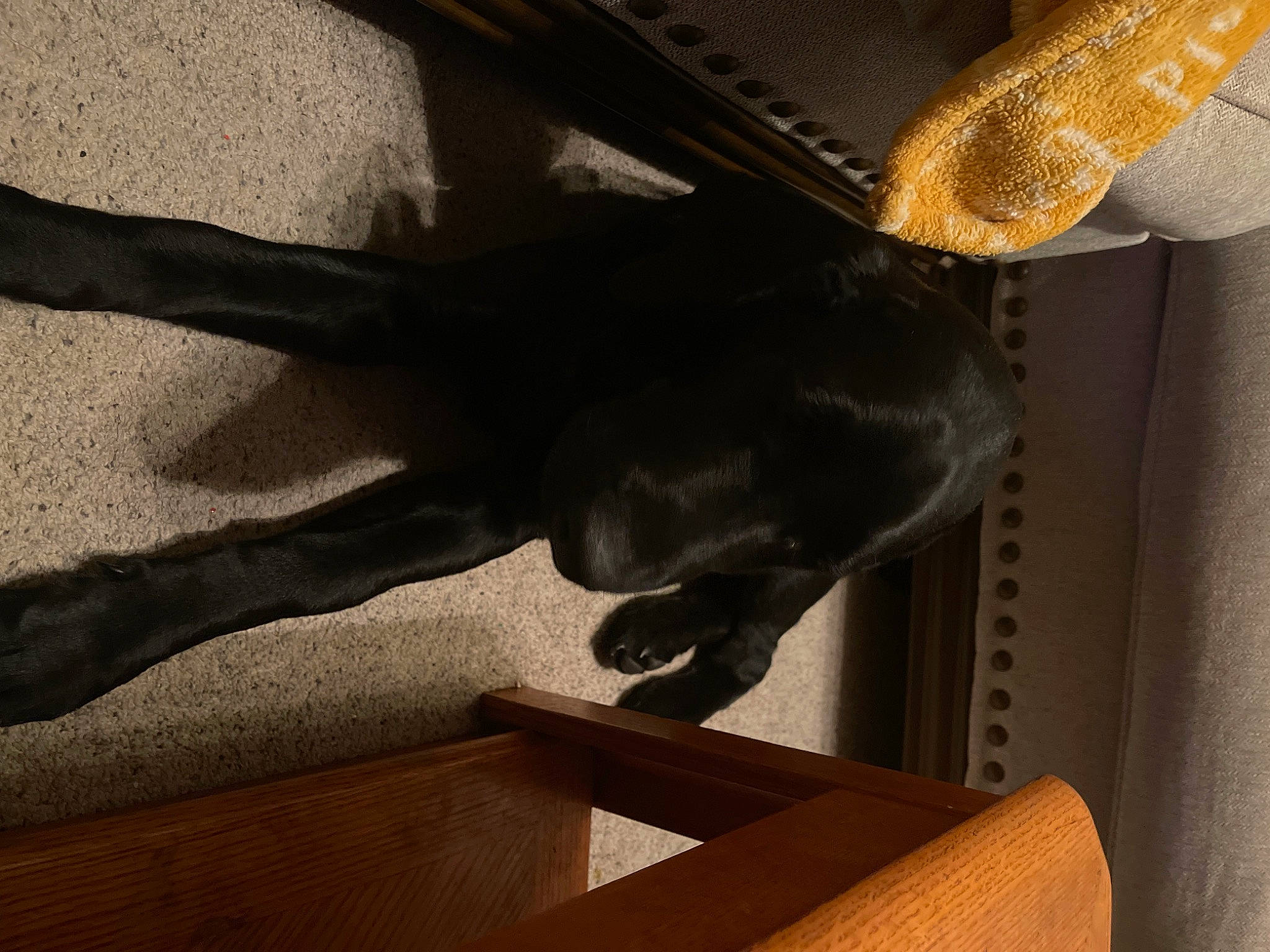 Moses Lee Smith joined the competition — help win amazing prizes! carnivore, ceiling, chair, comfort, dog, fawn, felidae, flooring, hardwood, hat, human_leg, mammal, metal, sculpture, shadow, stairs, statue, tail, tints_and_shades, wood