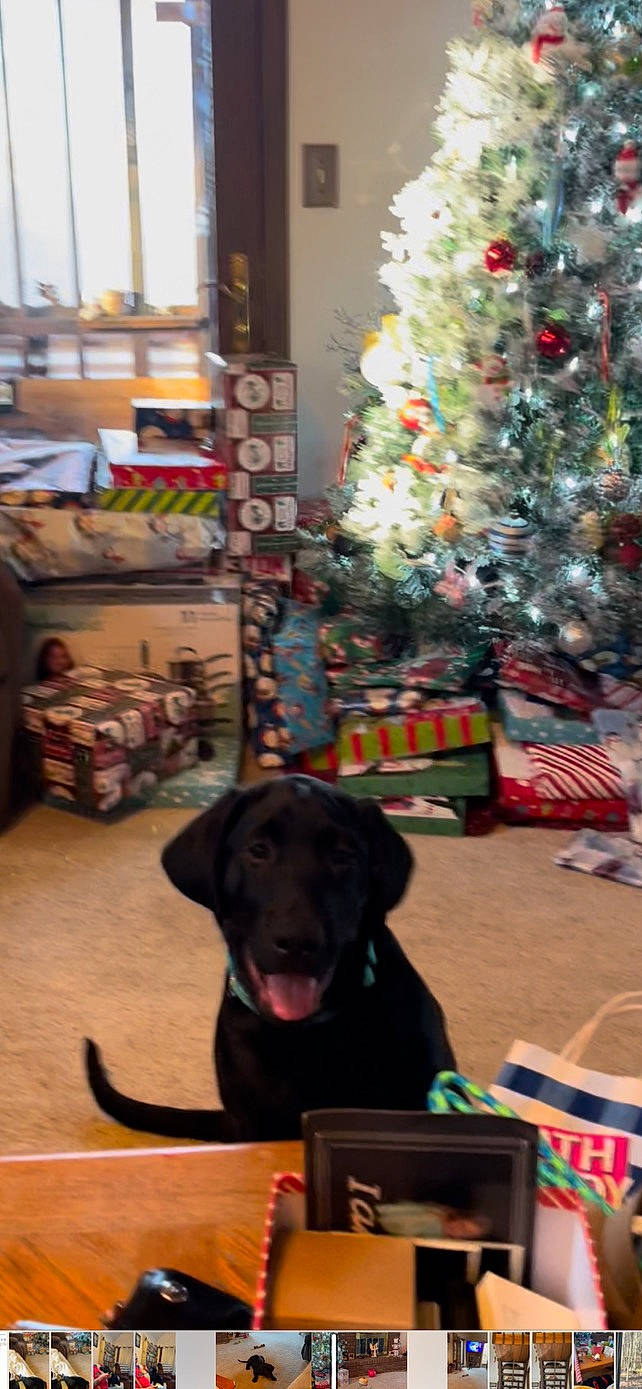 Moses Lee Smith joined the competition — help win amazing prizes! carnivore, christmas_decoration, christmas_ornament, christmas_tree, companion_dog, conifer, dog, dog_breed, event, flooring, gun_dog, hardwood, holiday, holiday_ornament, living_room, ornament, sporting_group, tree, wood, working_animal