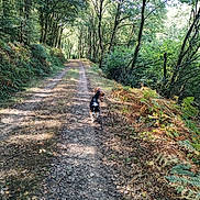 Verna participe au concours pour gagner de l'argent avec cette photo : canine, daylight, dog, fence, forest, greenery, leaves, nature, outdoor, path, pets, plants, scenic, shadows, sunlight, trail, trees, walking, wildlife, woods