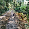 canine, daylight, dog, fence, forest, greenery, leaves, nature, outdoor, path, pets, plants, scenic, shadows, sunlight, trail, trees, walking, wildlife, woods
